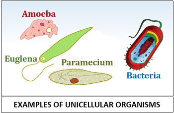 Examples or types of unicellular organisms