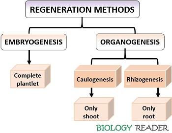 Regeneration methods