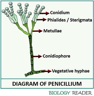 penicillium chrysogenum diagram