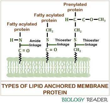 Types of Lipid Anchored Protein