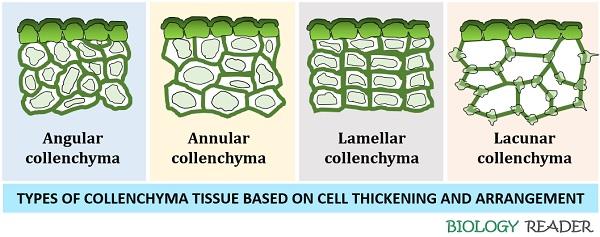 Types of collenchyma tissue