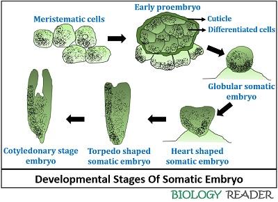 developmental stages of somatic embryo