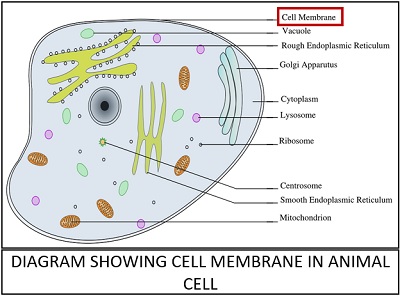 diagram showing cell membrane