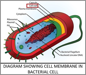 diagram showing cell wall