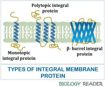 types of integral protein
