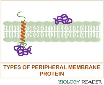 types of peripheral protein