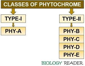 Phytochrome in Plants  Definition, Structure, Types & Biosynthesis