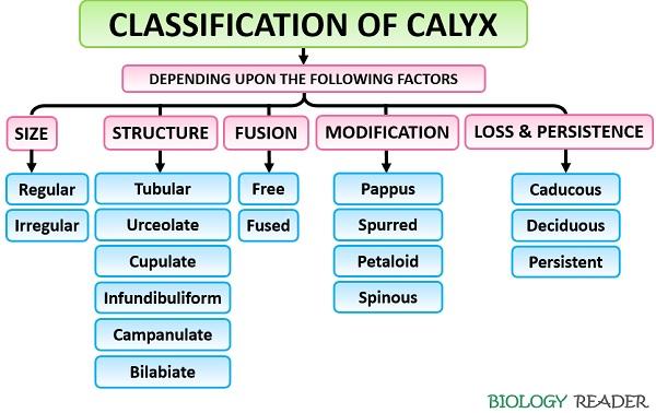 Classification of calyx