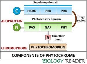 Phytochrome in Plants  Definition, Structure, Types & Biosynthesis