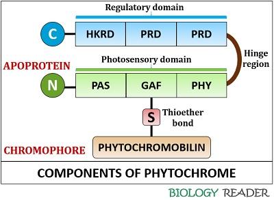 Phytochrome in Plants  Definition, Structure, Types & Biosynthesis