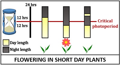 Photoperiodism in short-day plants