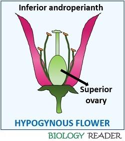 Hypogynous flower