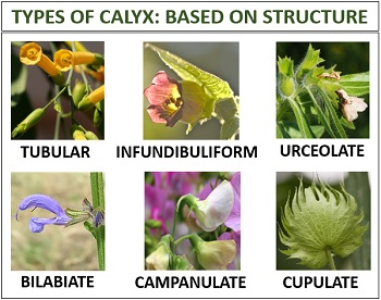 Kinds of calyx based on structure
