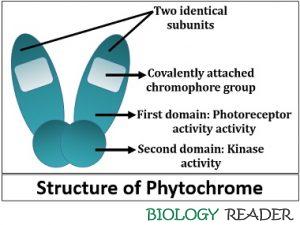 Phytochrome in Plants  Definition, Structure, Types & Biosynthesis