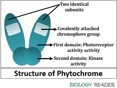 Phytochrome structure