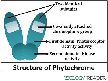 Phytochrome in Plants  Definition, Structure, Types & Biosynthesis