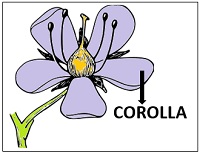 diagram showing corolla