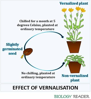 effect of vernalization