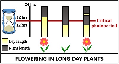 Photoperiodism in long-day plants