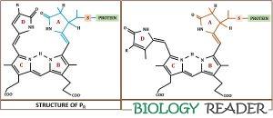 Phytochrome in Plants  Definition, Structure, Types & Biosynthesis