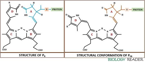 Phytochrome in Plants  Definition, Structure, Types & Biosynthesis