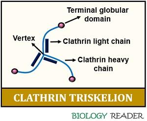 Clathrin triskelion