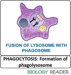 Formation of phagolysosome