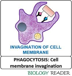 Invagination of cell membrane in phagocytosis