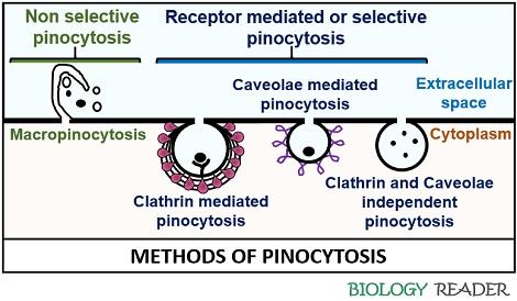 Methods of pinocytosis