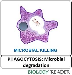 Microbial degradation in phagocytosis