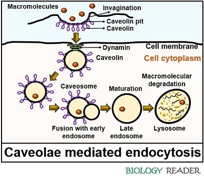caveolae mediated endocytosis