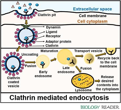 clathrin mediated endocytosis