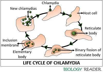 life cycle of chlamydia