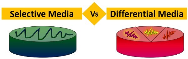 selective vs differential media diagram