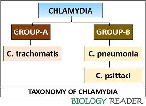 taxonomy of chlamydia