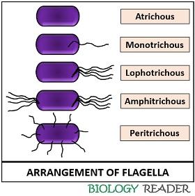 Arrangement of flagella
