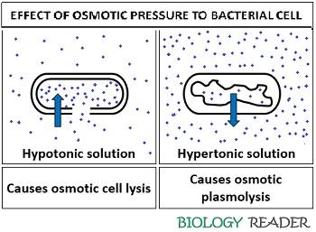 Effect of osmotic pressure to bacterial cell