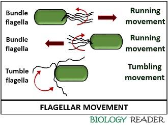 Flagellar movement