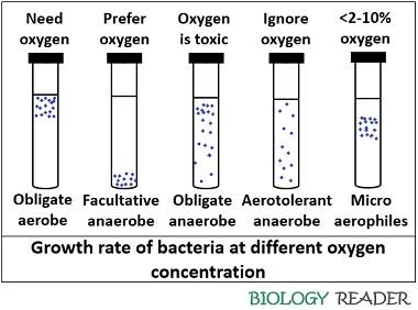 Growth of bacteria at different oxygen concentration