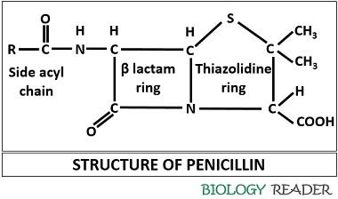 Structure of penicillin