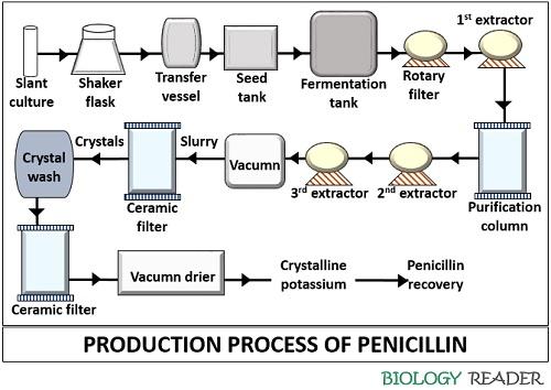 production process of penicillin