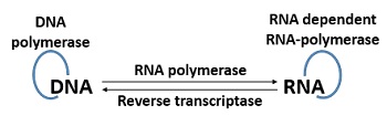 Central dogma