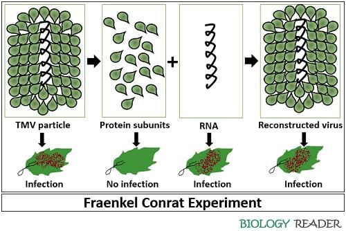 Fraenkel Conrat Experiment