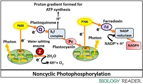 Noncyclic photophosphorylation