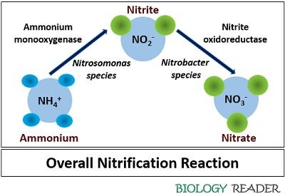 Overall nitrification reaction