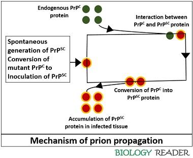 Prion propagation