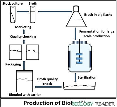 Biofertilizer Production - Purpose & Production - Biology Reader
