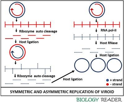 Replication of viroid