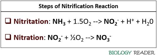 Steps of nitrification