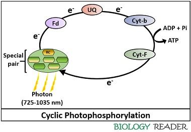 cyclic photophosphorylation